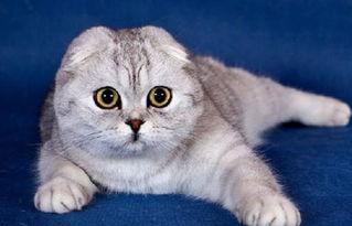 娱乐吃瓜君折耳猫七七,折耳猫的娱乐传奇 第1张 娱乐吃瓜君折耳猫七七,折耳猫的娱乐传奇 第1张