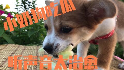 娱乐吃瓜菌小狗视频下载,揭秘小狗视频下载背后的秘密